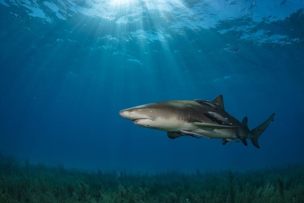 Requin-citron